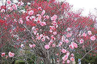 春を待つ芦屋写真2