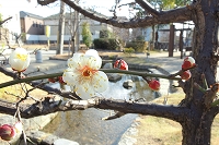 春を待つ芦屋写真3