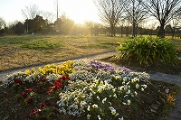 春を待つ芦屋写真8