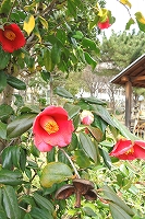 春を待つ芦屋写真10