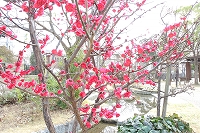 春を待つ芦屋写真11