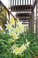 春を待つ芦屋写真12