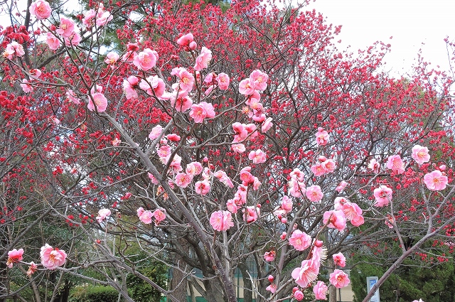 ウメ（中央公園）