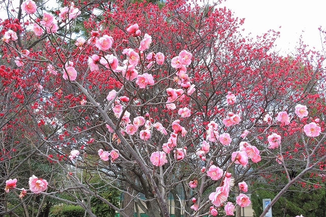 ウメ（中央公園）