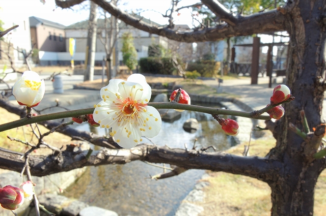 ウメ1（清水公園）