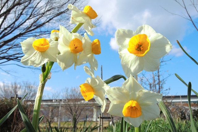 スイセン（総合公園）