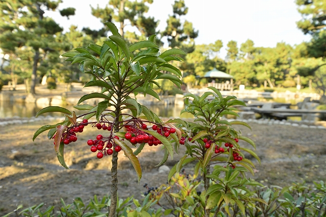 マンリョウ（西浜公園）