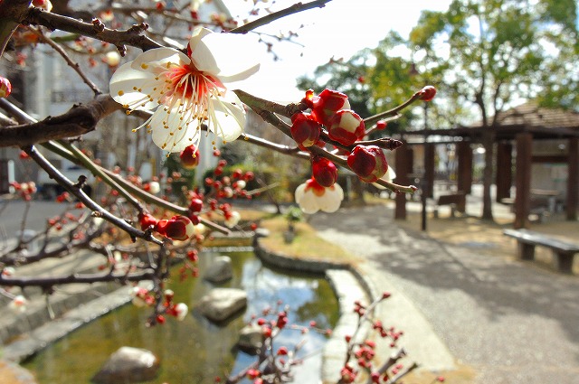 ウメ（清水公園）