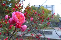 芦屋の冬景色写真3