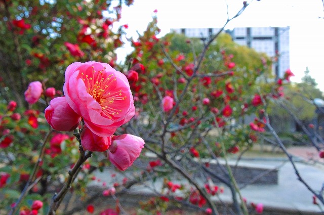 ウメ（中央公園）