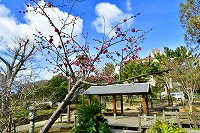 芦屋の冬景色写真4