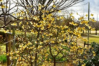 芦屋の冬景色写真6