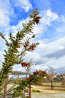 芦屋の冬景色写真7