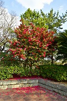 芦屋の冬景色写真8