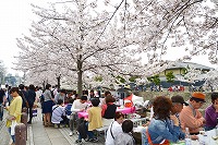 第27回芦屋さくらまつりと市内のサクラ写真5