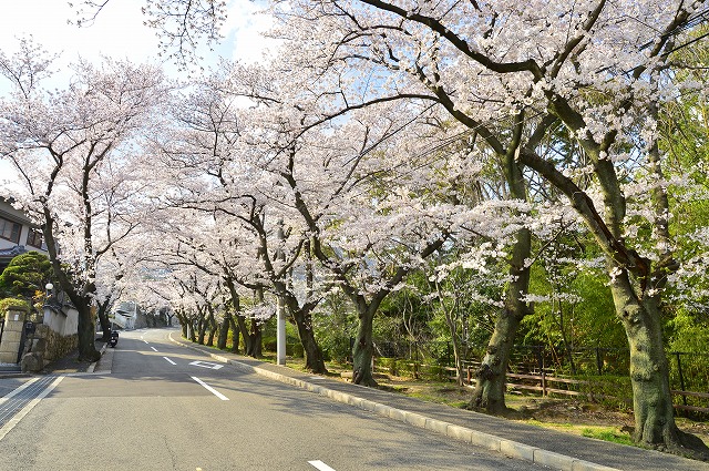 さくら参道