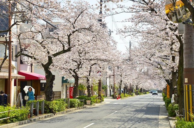 茶屋之町のサクラ