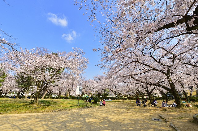 岩ケ平公園のサクラ