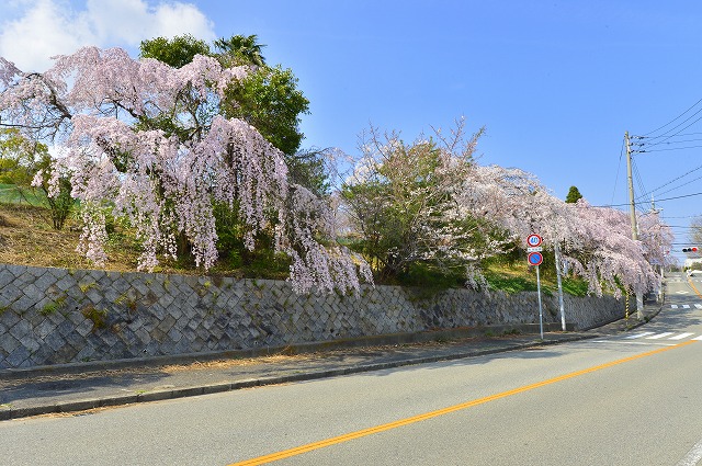 山麓線のサクラ