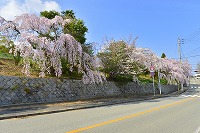 第27回芦屋さくらまつりと市内のサクラ写真12