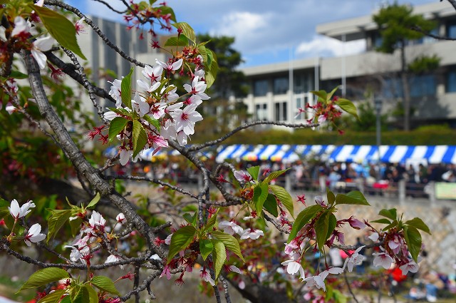 葉桜の中にも、美しい花が見られました。