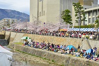 第28回芦屋さくらまつりと市内のサクラの写真1