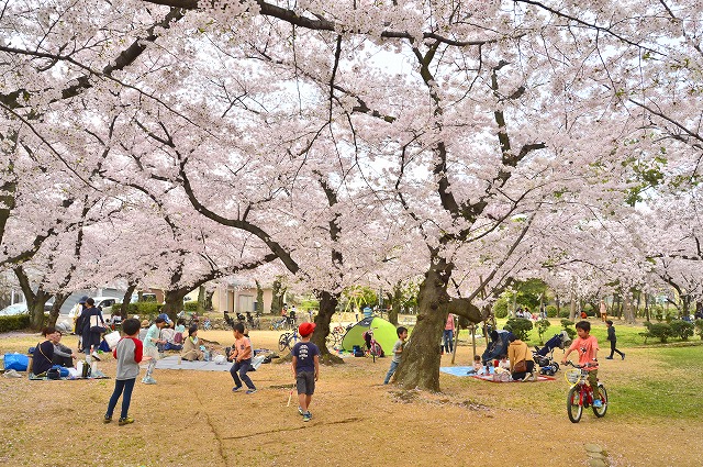 岩ケ平公園のサクラの天井