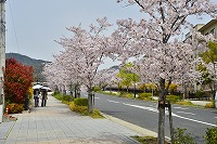 第28回芦屋さくらまつりと市内のサクラの写真10