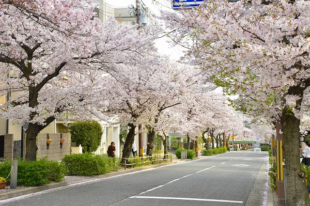 茶屋之町のサクラ