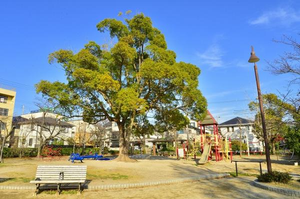 公園の主のようなクスノキ（津知公園）