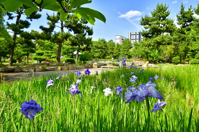 西浜公園のショウブ