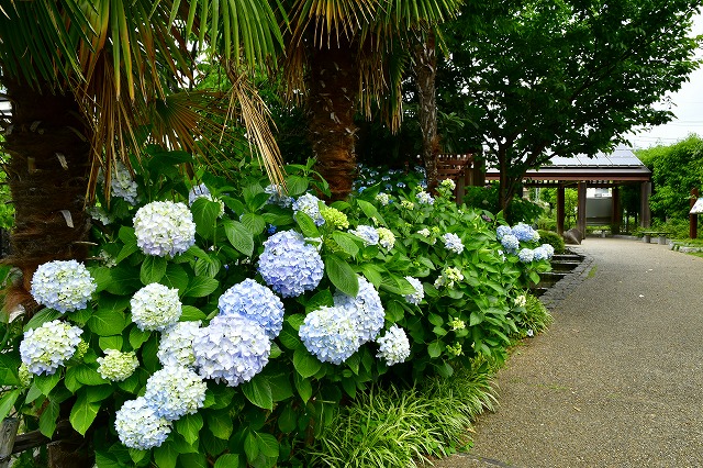 清水公園のアジサイ