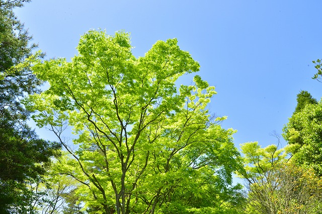 新緑が美しく映えるお天気でした