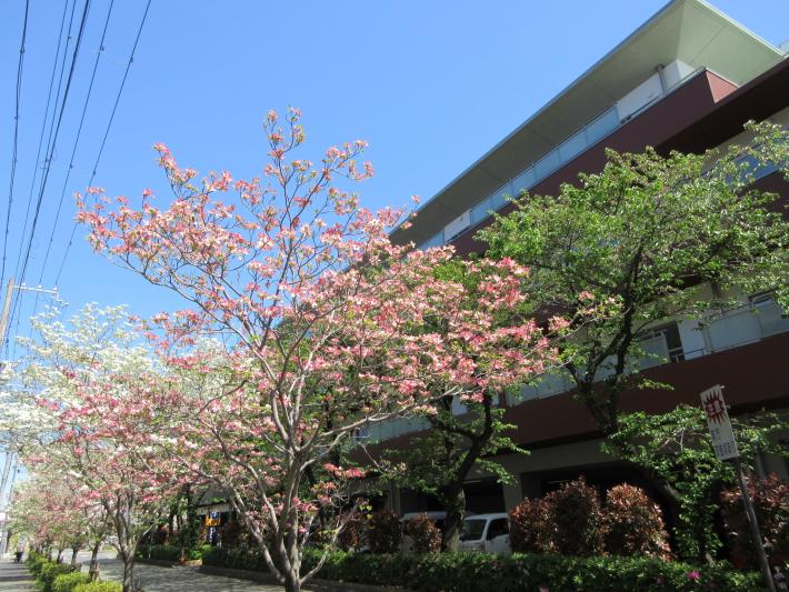 保健福祉センター北側のハナミズキ