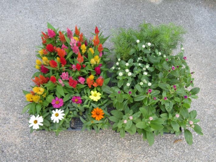花苗