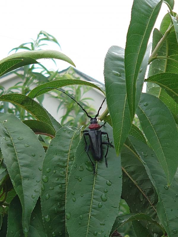 クビアカツヤカミキリ成虫の写真