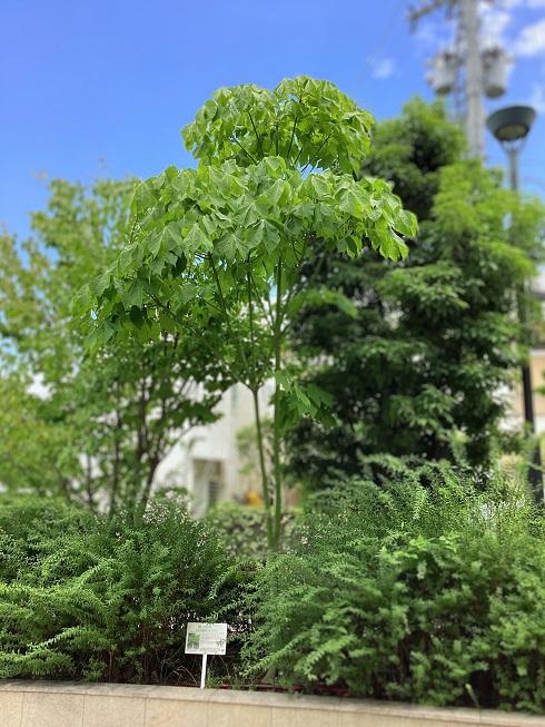 被爆アオギリ二世2024