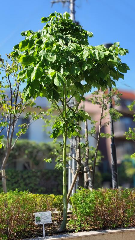 アオギリ二世2025