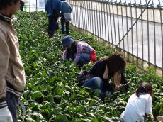 画像：平成21年5月9日里山探検-16