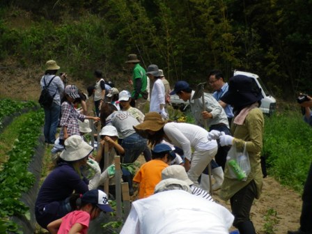 サツマイモの植付け体験の様子の写真その2です。