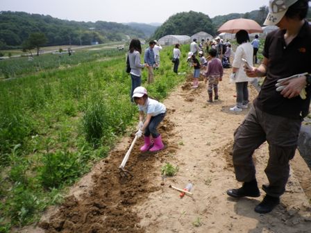 サツマイモの植付けの後、鍬で畝づくりを体験している写真です。