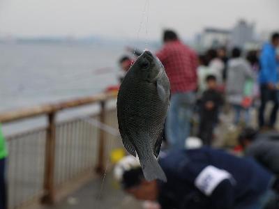 写真：魚釣りで釣れた魚