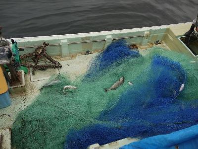 写真：網にかかった魚