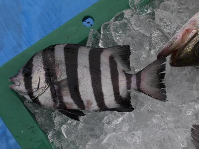 写真：網にかかった魚（イシダイ）