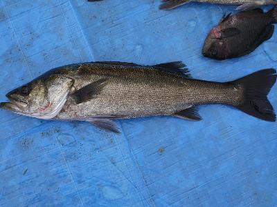 写真：網にかかった魚（スズキ）