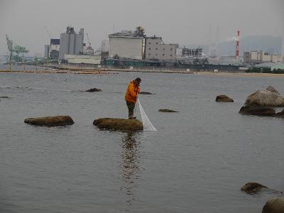 写真：磯の生き物探しと観察会の様子