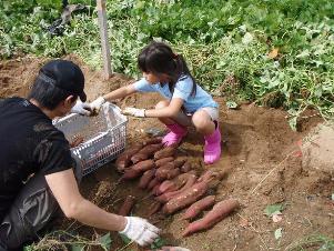 写真：掘り起こしたサツマイモ