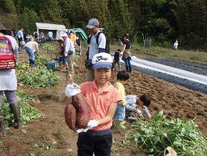 写真：大きなサツマイモ