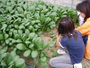 写真：小松菜の収穫