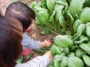 写真：小松菜の収穫